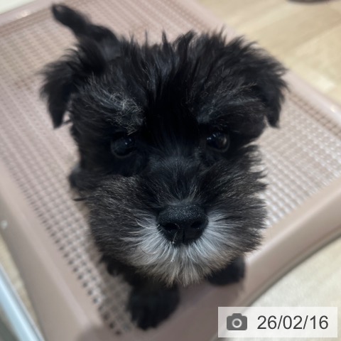 大阪府のミニチュアシュナウザー (ペットプラス イオン大日店/2025年12月10日生まれ/男の子/ブラックシルバー)の子犬の3枚目の画像