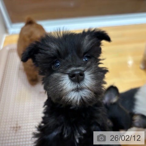 奈良県のミニチュアシュナウザー (ペットプラス 大和郡山店/2025年12月10日生まれ/男の子/ソルトペッパー)の子犬の4枚目の画像