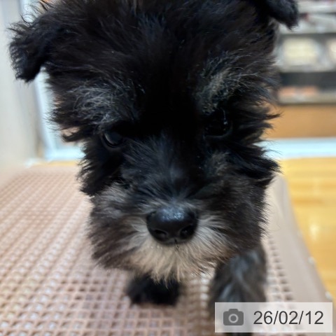 奈良県のミニチュアシュナウザー (ペットプラス 大和郡山店/2025年12月10日生まれ/男の子/ソルトペッパー)の子犬の3枚目の画像