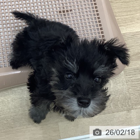 大阪府のミニチュアシュナウザー (ペットプラス 鶴見店/2025年12月10日生まれ/男の子/ブラックシルバー)の子犬の4枚目の画像