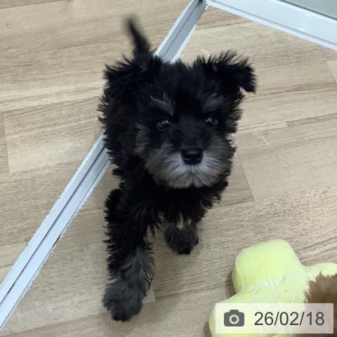 大阪府のミニチュアシュナウザー (ペットプラス 鶴見店/2025年12月10日生まれ/男の子/ブラックシルバー)の子犬の3枚目の画像