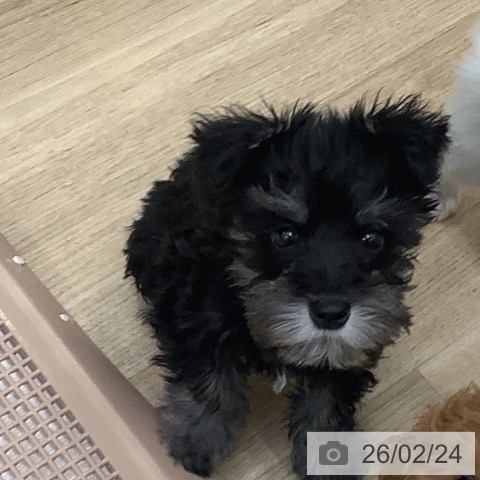 大阪府のミニチュアシュナウザー (ペットプラス 鶴見店/2025年12月10日生まれ/男の子/ブラックシルバー)の子犬の3枚目の画像