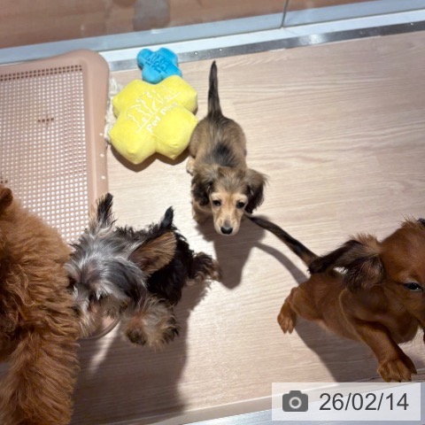 和歌山県のミニチュアダックスフンド(ロング) (ペットプラス 和歌山店/2025年12月10日生まれ/女の子/シェーデットイエロー)の子犬の4枚目の画像