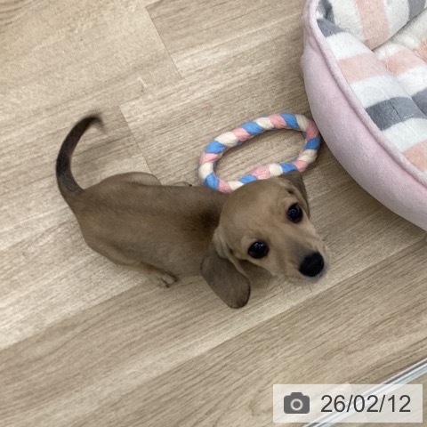 大阪府のミニチュアダックスフンド(ロング) (ペットプラス りんくう泉南店/2025年12月10日生まれ/女の子/シェーデットイエロー)の子犬の4枚目の画像