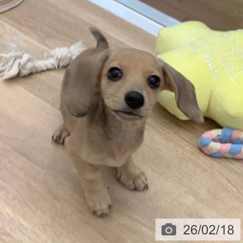 大阪府のミニチュアダックスフンド(ロング) (ペットプラス りんくう泉南店/2025年12月10日生まれ/女の子/シェーデットイエロー)の子犬の4枚目の画像