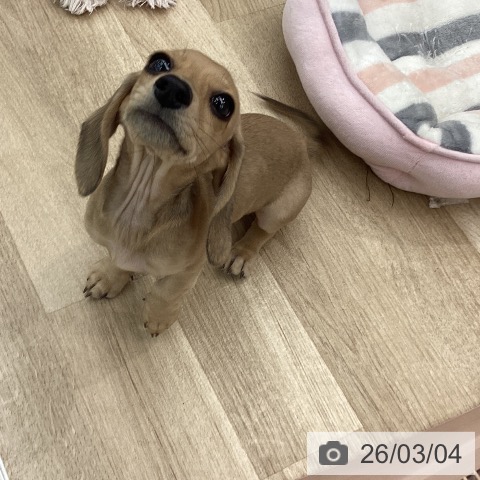 大阪府のミニチュアダックスフンド(ロング) (ペットプラス りんくう泉南店/2025年12月10日生まれ/女の子/シェーデットイエロー)の子犬の4枚目の画像