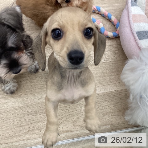 大阪府のミニチュアダックスフンド(ロング) (ペットプラス りんくう泉南店/2025年12月10日生まれ/女の子/シェーデットイエロー)の子犬の3枚目の画像