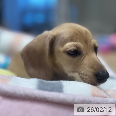 大阪府のミニチュアダックスフンド(ロング) (ペットプラス 四條畷店/2025年12月10日生まれ/女の子/シェーデットイエロー)の子犬の3枚目の画像