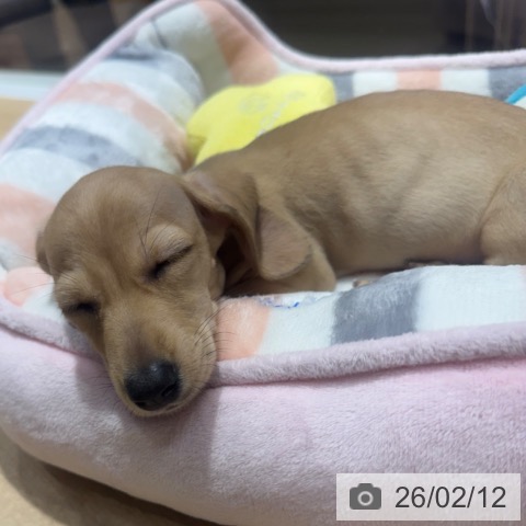 大阪府のミニチュアダックスフンド(ロング) (ペットプラス 四條畷店/2025年12月10日生まれ/女の子/シェーデットイエロー)の子犬の2枚目の画像