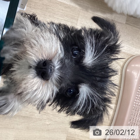 大阪府のミニチュアシュナウザー (ペットプラス りんくう泉南店/2025年11月28日生まれ/女の子/ブラックシルバー)の子犬の4枚目の画像