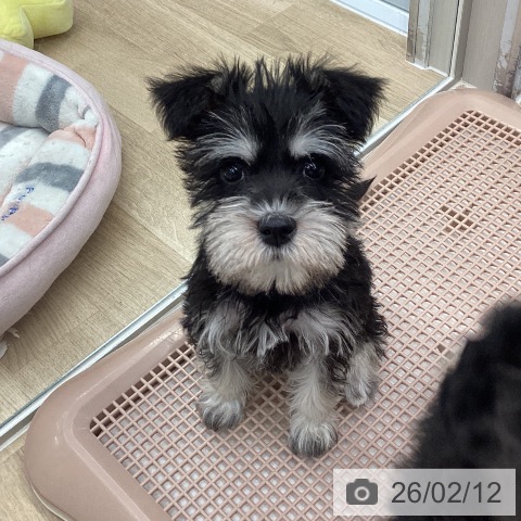 大阪府のミニチュアシュナウザー (ペットプラス りんくう泉南店/2025年11月28日生まれ/女の子/ブラックシルバー)の子犬の3枚目の画像