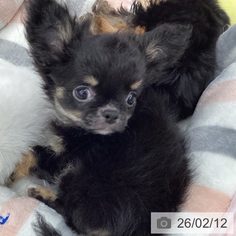 大阪府のチワワ(ロング) (ペットプラス りんくう泉南店/2025年11月27日生まれ/男の子/ブラックタンホワイト)の子犬の4枚目の画像