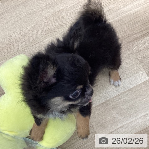 大阪府のチワワ(ロング) (ペットプラス りんくう泉南店/2025年11月27日生まれ/男の子/ブラックタンホワイト)の子犬の4枚目の画像