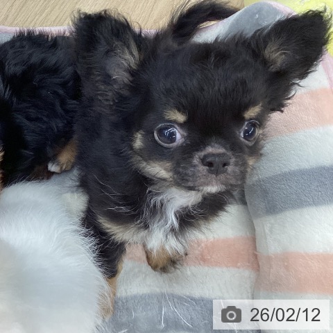 大阪府のチワワ(ロング) (ペットプラス りんくう泉南店/2025年11月27日生まれ/男の子/ブラックタンホワイト)の子犬の3枚目の画像