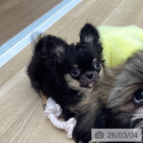 大阪府のチワワ(ロング) (ペットプラス りんくう泉南店/2025年11月27日生まれ/男の子/ブラックタンホワイト)の子犬の3枚目の画像