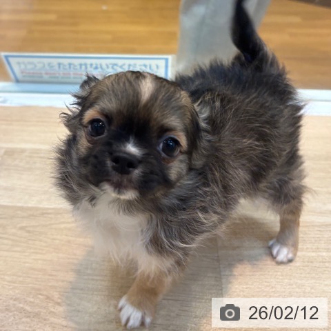 京都府のチワワ(ロング) (ペットプラス イオンモールKYOTO店/2025年11月27日生まれ/男の子/フォーン)の子犬の4枚目の画像