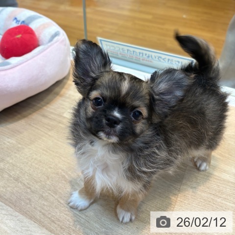 京都府のチワワ(ロング) (ペットプラス イオンモールKYOTO店/2025年11月27日生まれ/男の子/フォーン)の子犬の3枚目の画像