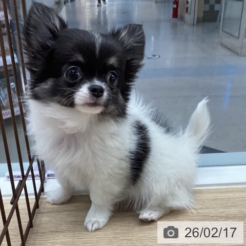 愛媛県のチワワ(ロング) (ペットプラス 新居浜店/2025年11月27日生まれ/女の子/ホワイトブラック)の子犬の4枚目の画像