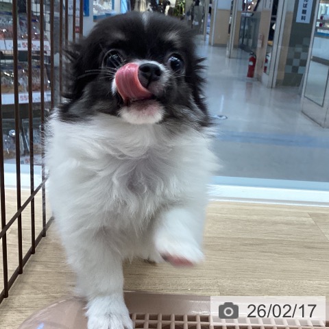 愛媛県のチワワ(ロング) (ペットプラス 新居浜店/2025年11月27日生まれ/女の子/ホワイトブラック)の子犬の3枚目の画像