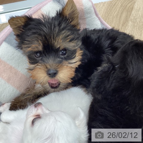 大阪府のヨークシャーテリア (ペットプラス りんくう泉南店/2025年12月11日生まれ/男の子/スチールブルータン)の子犬の4枚目の画像