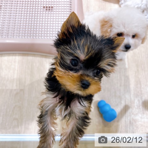 大阪府のヨークシャーテリア (ペットプラス イオン大日店/2025年12月11日生まれ/女の子/スチールブルータン)の子犬の4枚目の画像