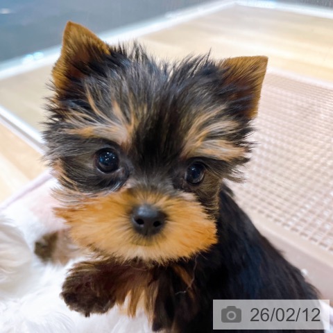 大阪府のヨークシャーテリア (ペットプラス イオン大日店/2025年12月11日生まれ/女の子/スチールブルータン)の子犬の3枚目の画像