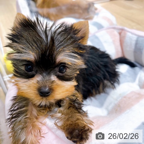 大阪府のヨークシャーテリア (ペットプラス イオン大日店/2025年12月11日生まれ/女の子/スチールブルータン)の子犬の3枚目の画像