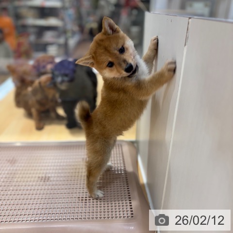 奈良県の柴犬(標準サイズ) (ペットプラス 大和郡山店/2025年12月12日生まれ/男の子/赤)の子犬の4枚目の画像