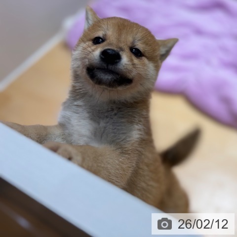 奈良県の柴犬(標準サイズ) (ペットプラス 大和郡山店/2025年12月12日生まれ/男の子/赤)の子犬の3枚目の画像