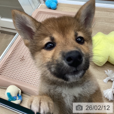 大阪府の柴犬(標準サイズ) (ペットプラス りんくう泉南店/2025年12月12日生まれ/女の子/赤)の子犬の4枚目の画像