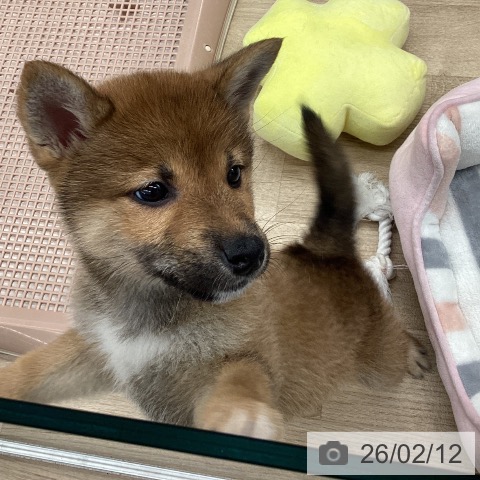 大阪府の柴犬(標準サイズ) (ペットプラス りんくう泉南店/2025年12月12日生まれ/女の子/赤)の子犬の3枚目の画像