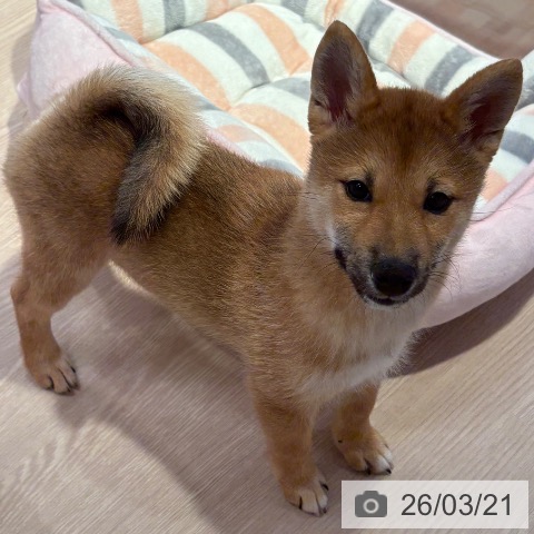 和歌山県の柴犬(標準サイズ) (ペットプラス 和歌山店/2025年12月12日生まれ/女の子/赤)の子犬の4枚目の画像