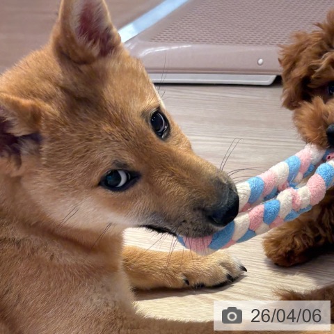 和歌山県の柴犬(標準サイズ) (ペットプラス 和歌山店/2025年12月12日生まれ/女の子/赤)の子犬の4枚目の画像