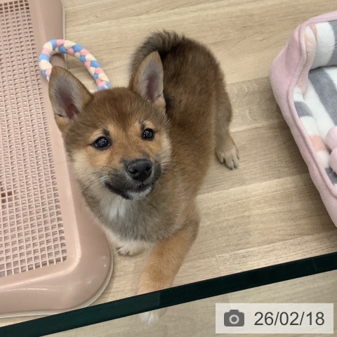 大阪府の柴犬(標準サイズ) (ペットプラス りんくう泉南店/2025年12月12日生まれ/女の子/赤)の子犬の3枚目の画像