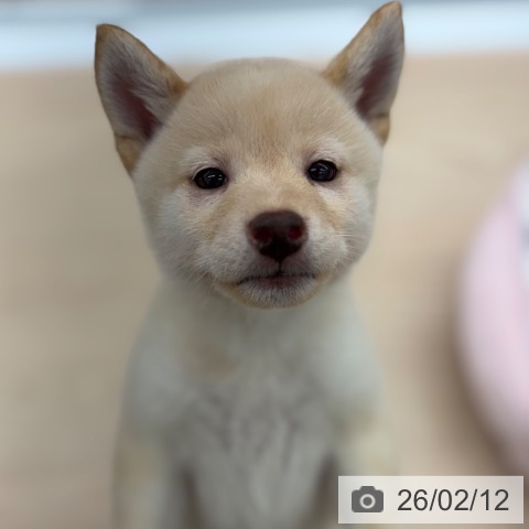 京都府の柴犬(標準サイズ) (ペットプラス 京都桂川店/2025年12月12日生まれ/女の子/白)の子犬の4枚目の画像