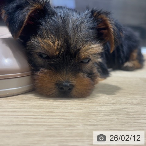 大阪府のヨークシャーテリア (ペットプラス 四條畷店/2025年12月12日生まれ/男の子/スチールブルータン)の子犬の3枚目の画像