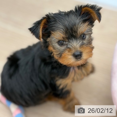 京都府のヨークシャーテリア (ペットプラス 京都桂川店/2025年12月12日生まれ/女の子/スチールブルータン)の子犬の4枚目の画像