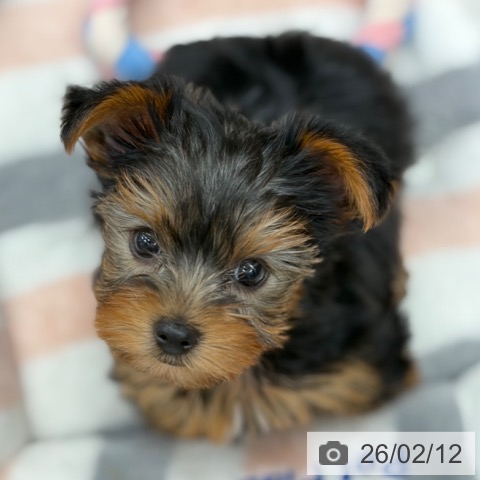 京都府のヨークシャーテリア (ペットプラス 京都桂川店/2025年12月12日生まれ/女の子/スチールブルータン)の子犬の3枚目の画像