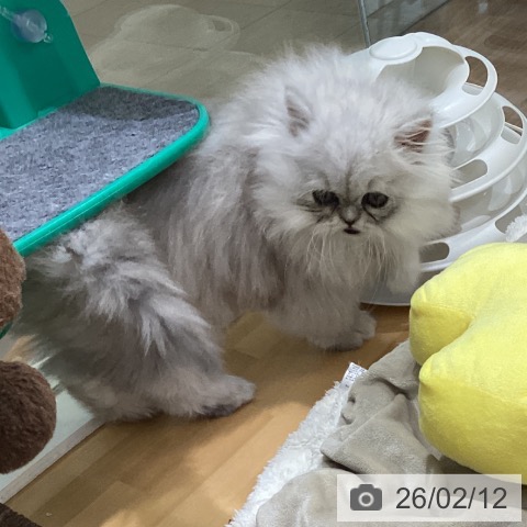 ペルシャの写真