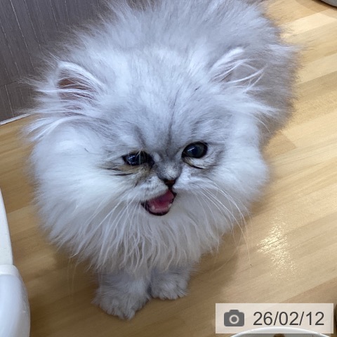 ペルシャの写真