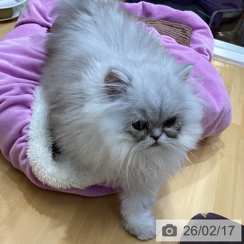 香川県のペルシャ (ペットプラス 綾川店/2025年11月23日生まれ/男の子/シェーデットシルバー)の子猫の4枚目の画像