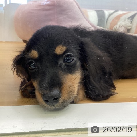 カニーンヘン・ダックスフンドの写真