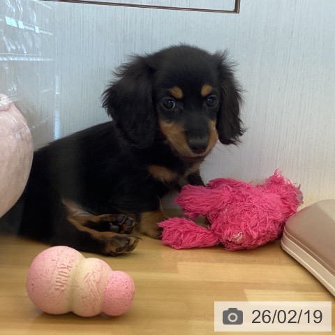 カニーンヘン・ダックスフンドの写真