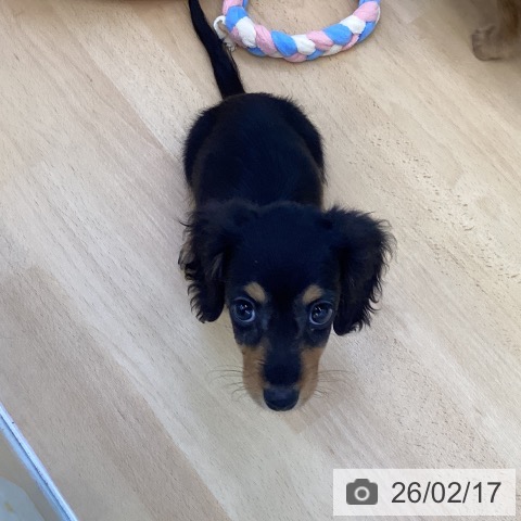 カニーンヘン・ダックスフンドの写真