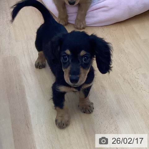 カニーンヘン・ダックスフンドの写真