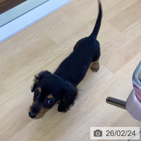 香川県のカニンヘンダックスフンド(ロング) (ペットプラス 綾川店/2025年12月13日生まれ/女の子/ブラックタン)の子犬の4枚目の画像