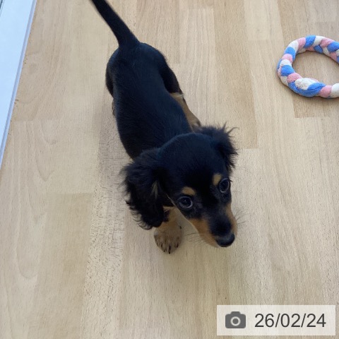 香川県のカニンヘンダックスフンド(ロング) (ペットプラス 綾川店/2025年12月13日生まれ/女の子/ブラックタン)の子犬の3枚目の画像