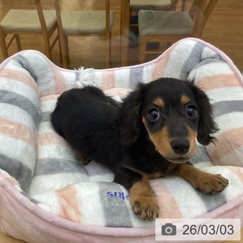 香川県のカニンヘンダックスフンド(ロング) (ペットプラス 綾川店/2025年12月13日生まれ/女の子/ブラックタン)の子犬の4枚目の画像