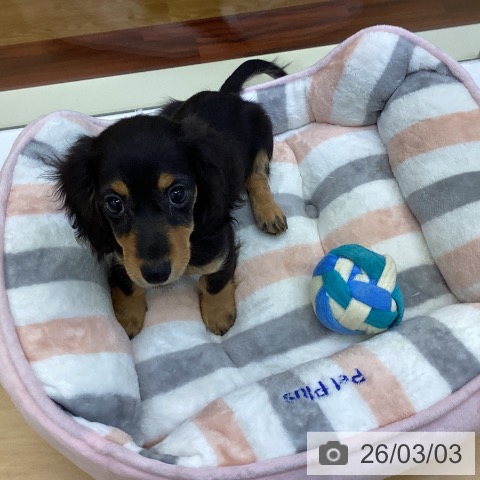 香川県のカニンヘンダックスフンド(ロング) (ペットプラス 綾川店/2025年12月13日生まれ/女の子/ブラックタン)の子犬の3枚目の画像