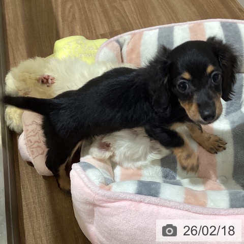 鳥取県のカニンヘンダックスフンド(ロング) (ペッツワン 日吉津店/2025年12月13日生まれ/女の子/ブラックタン)の子犬の4枚目の画像